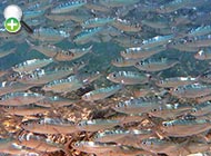 هرینگ نوارآبی