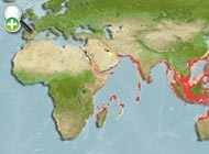 گیش‌ماهی کاذب
