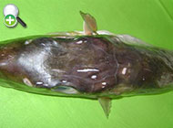 بادکنک‌ماهی صاف