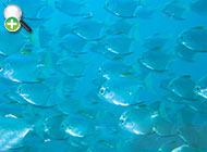 ماهی پنجزاری بزرگ