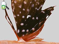 ماهی خروسک باله‌خالدار
