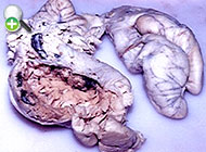 گنادهای ماهی شهری معمولی که به فیلومترا آلوده شده است