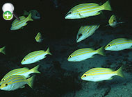 ماهی سرخوی بنگالی