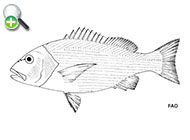 ماهی سرخوی دونقطه