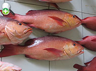 ماهی سرخوی دونقطه