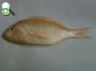 گوازیم دم رشته ای (سلطان ابراهیم)