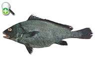 مشکو سیاه