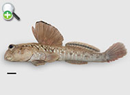 گل‌خورک والتون