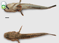 گل‌خورک والتون