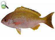 سرخوی کج پولک