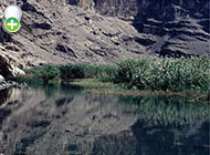 ماهی بیاح