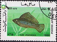 ماهی مولی بادبان‌باله