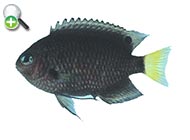 دامسل دم‌کمرنگ