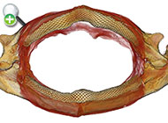 ماهی سوس بزرگ