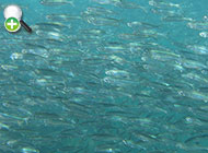 ساردین پهلوطلایی