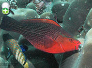 طوطی‌ماهی سیاه
