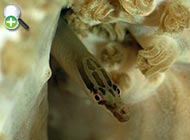 سوزن‌ماهی راه‌راه