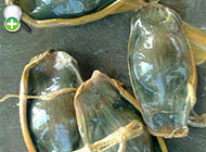 کوسه گورخری