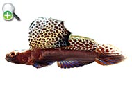 گاوماهی بادبزنی