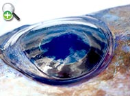 شمشیرماهی