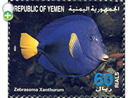 جراح‌ماهی دم‌زرد
