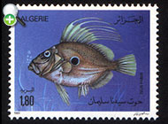 ماهی طلاکوب جان
